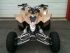 quad Suzuki occasion LTR QUAD RACER